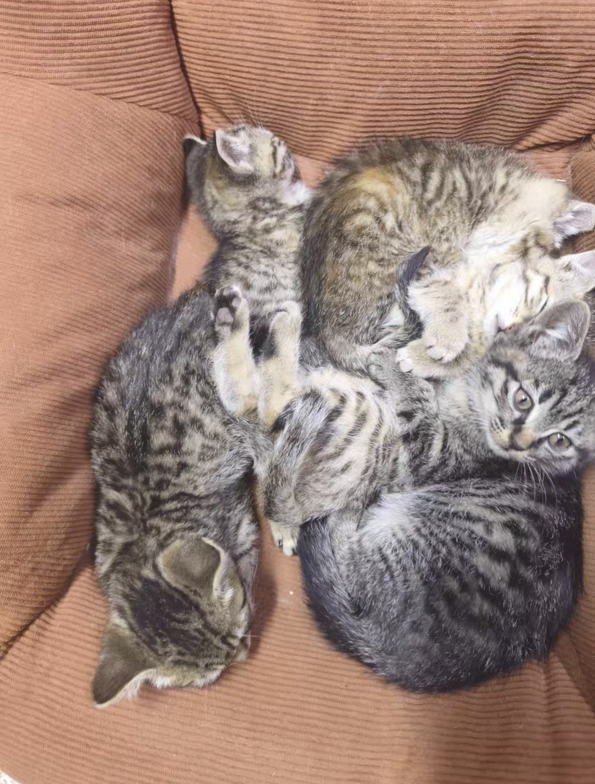 中华田园猫 狸花猫 小虎斑猫 活泼可爱 花纹清晰